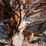 Betula nigra (Little King) bark of Dwarf River Birch